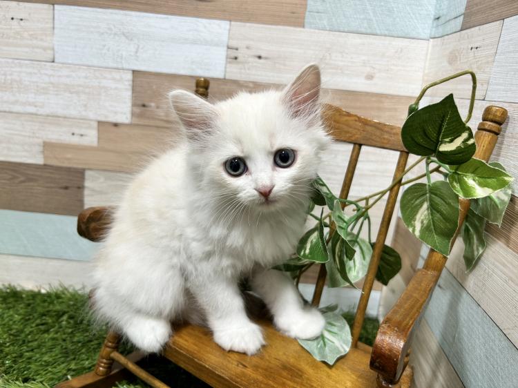 animal_image