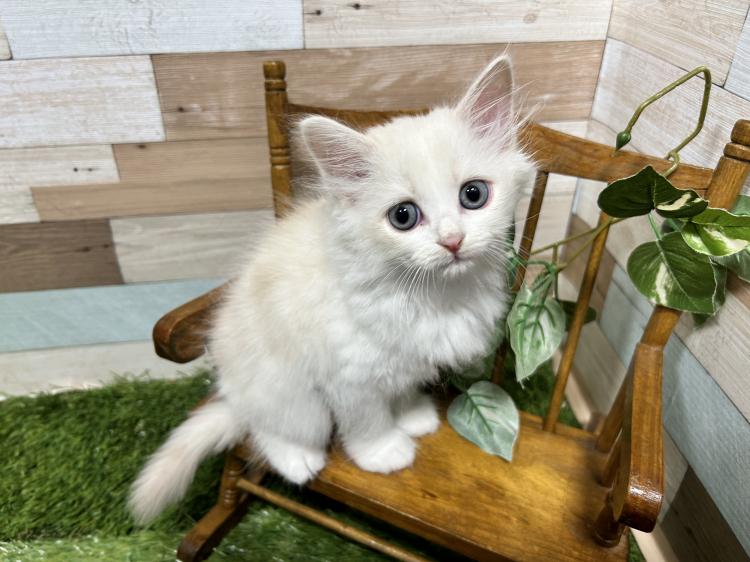 animal_image