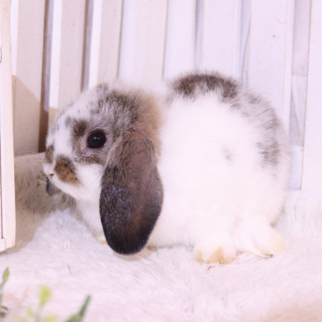 animal_image