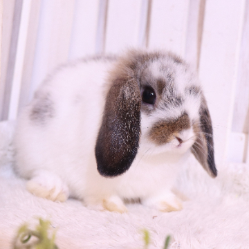 animal_image