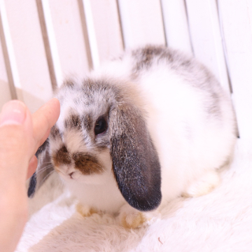 animal_image
