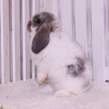 animal_image