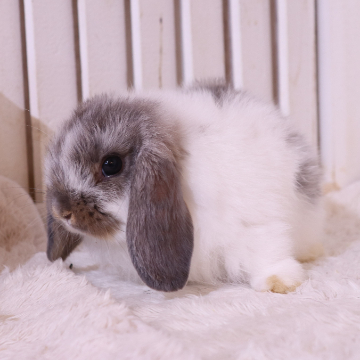 animal_image