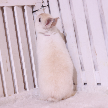 animal_image