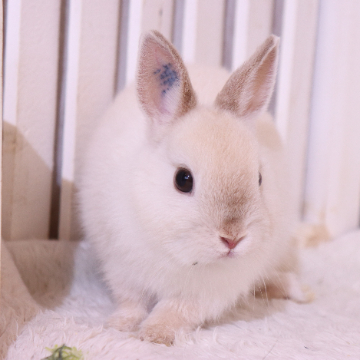 animal_image