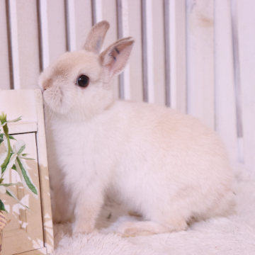 animal_image
