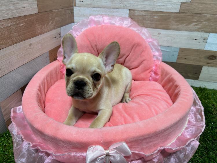 ワンニャンハウス ディオワールド 草津店のフレンチ・ブルドッグの詳細