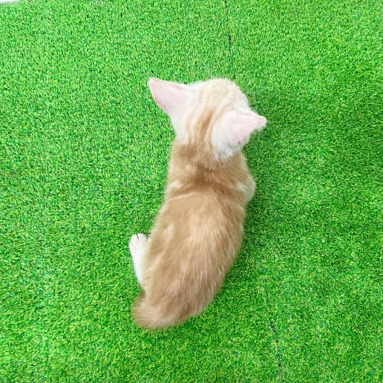 animal_image