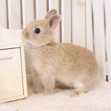 animal_image