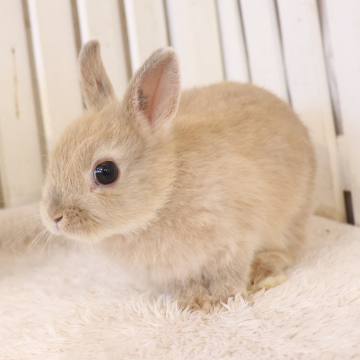 animal_image