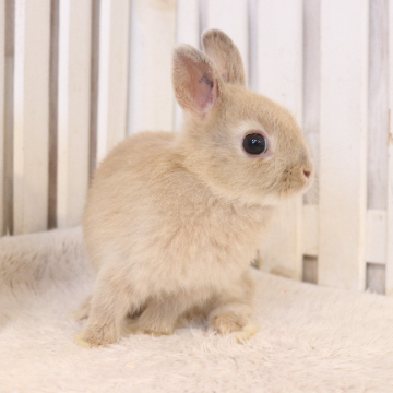 animal_image