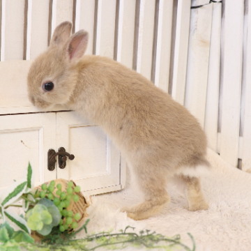 animal_image