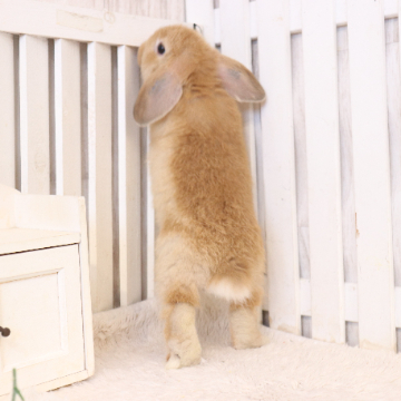 animal_image