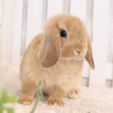 animal_image