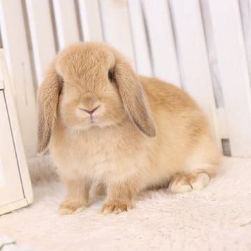 animal_image