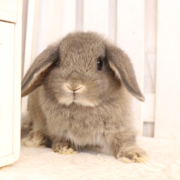 animal_image