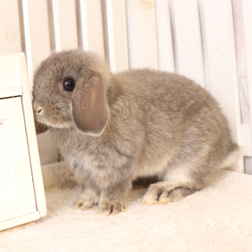 animal_image