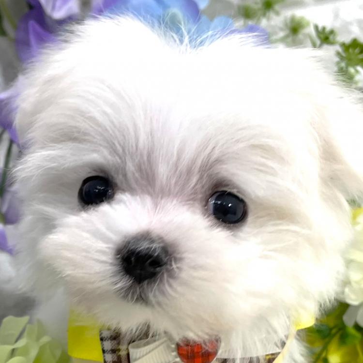 animal_image