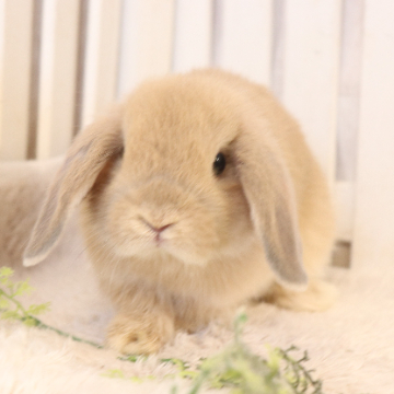 animal_image
