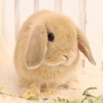 animal_image