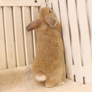 animal_image