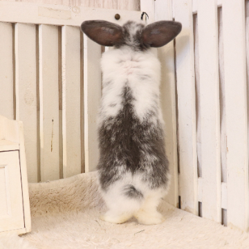 animal_image