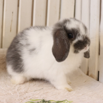 animal_image