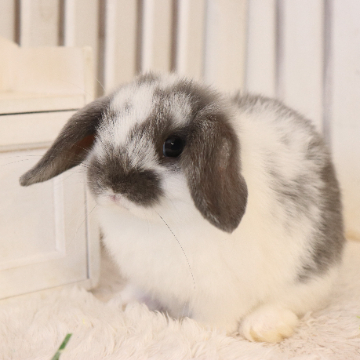 animal_image