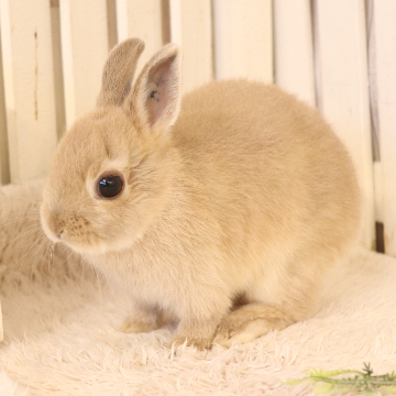 animal_image