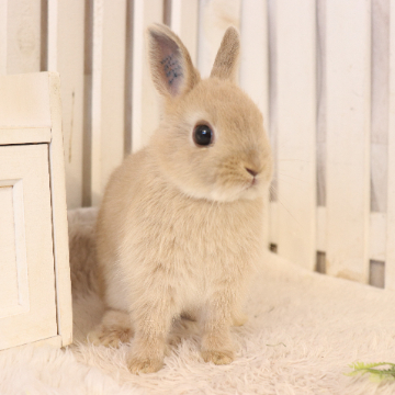 animal_image