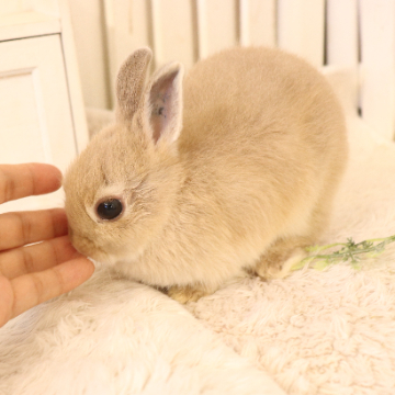 animal_image