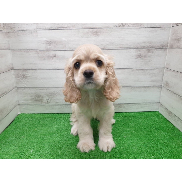 コッカースパニエル 陶器 犬の置物 陶製 陶器製 犬 置物 オブジェ