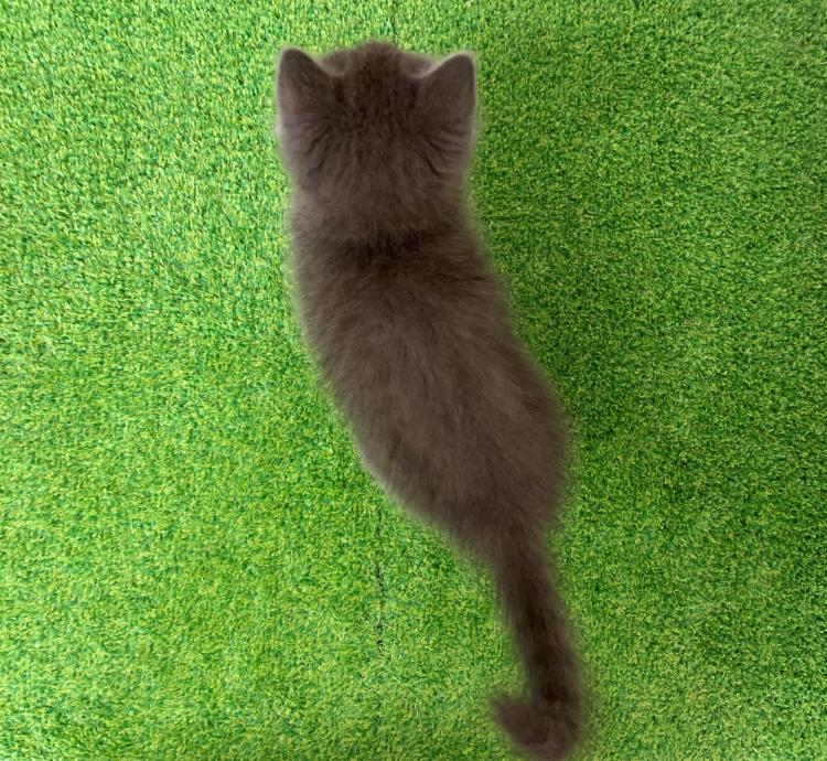 animal_image