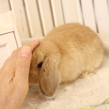 animal_image