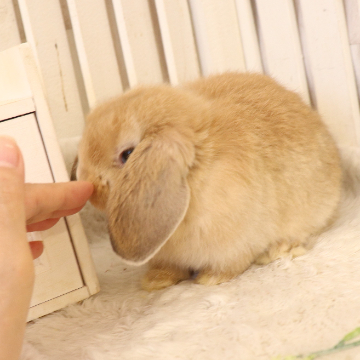 animal_image