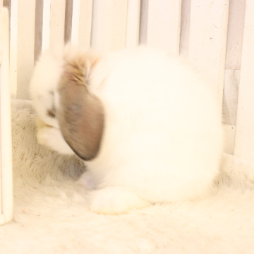 animal_image