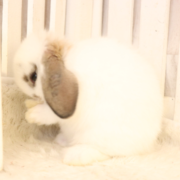 animal_image