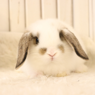 animal_image
