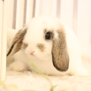 animal_image