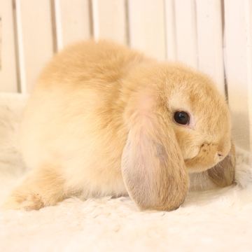 animal_image