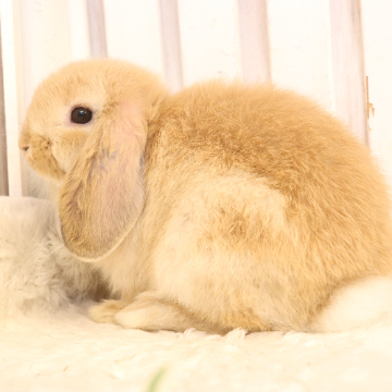 animal_image