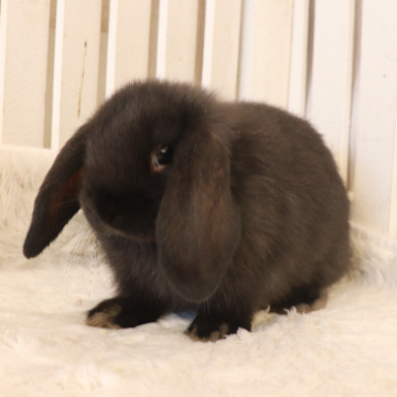 animal_image