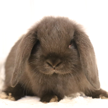 animal_image