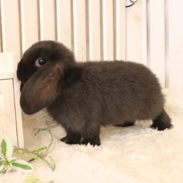 animal_image