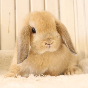 animal_image