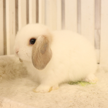 animal_image