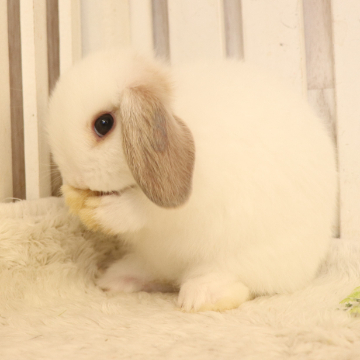 animal_image
