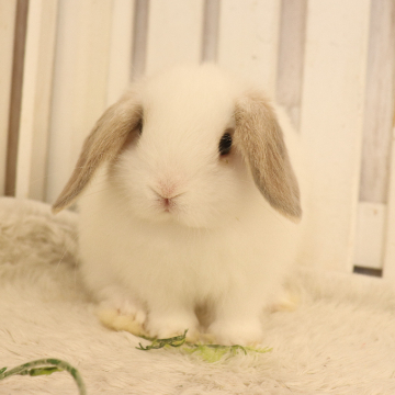 animal_image