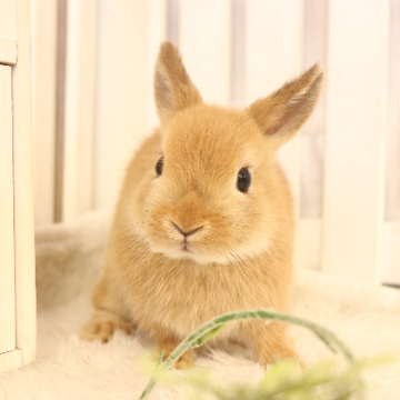 animal_image