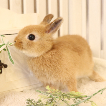 animal_image